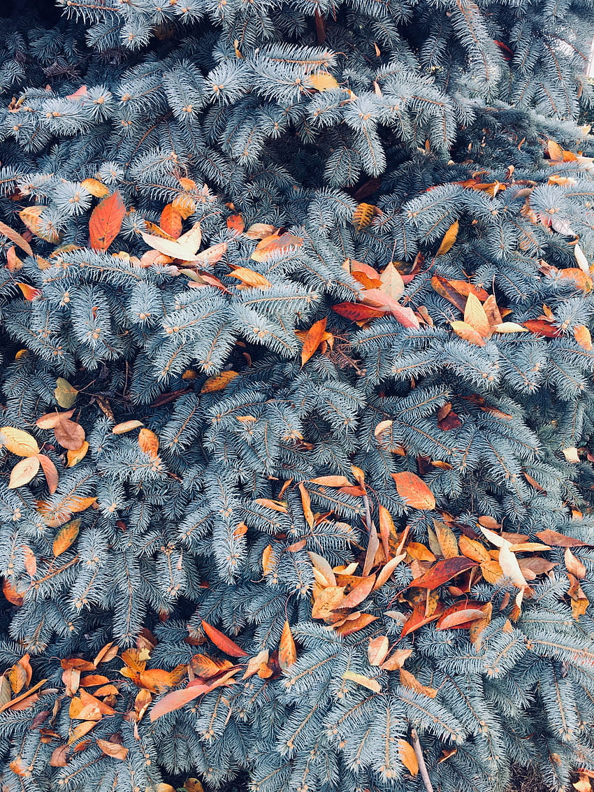 Natur, Herbst, Blätter, Kiefer, Äste HD-Handy-Hintergrundbild