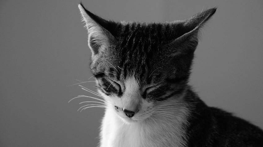 Котешки фон, естетика на сладка котка HD тапет