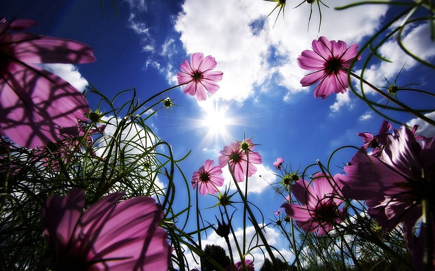 Nature, Flowers, Grass, Sky, Sun, Summer, Rays, Beams, Day HD wallpaper