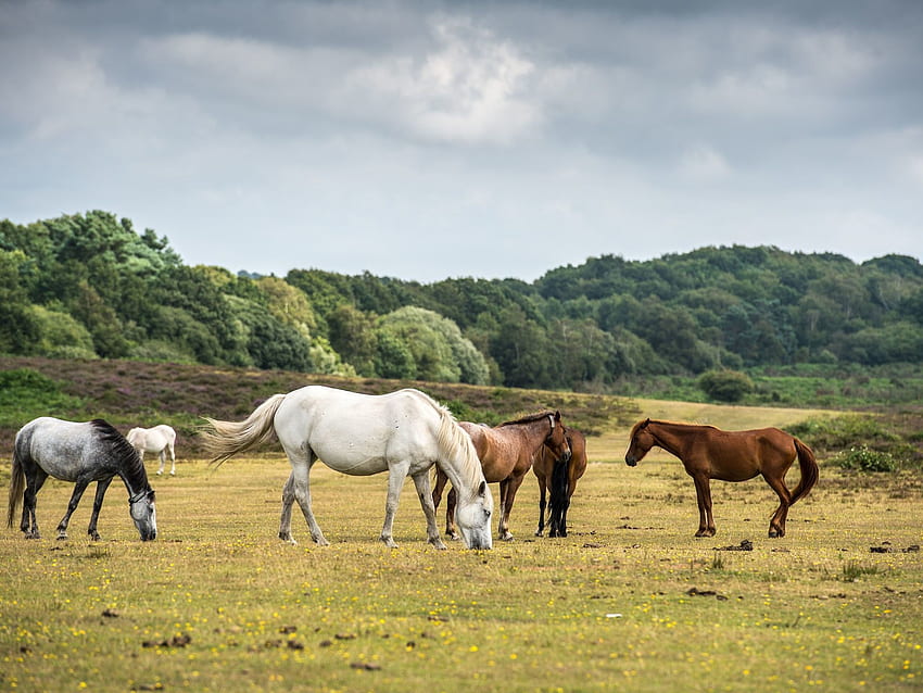 夏の風景で放牧牛エレガントなフランスの田舎の風景の群れ 高画質の壁紙