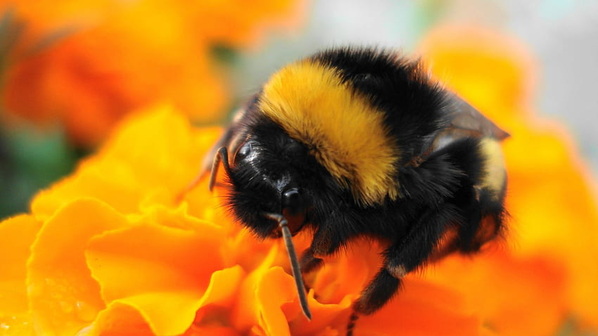 Bumble Bee Insect X . bees. Bee, Insects, Cute Bee HD wallpaper