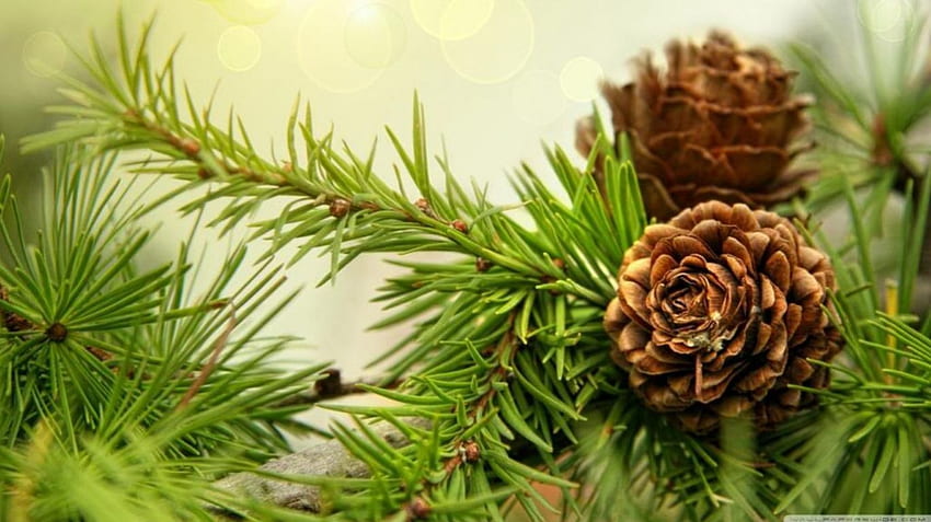 Pine cones, , fir, tree, summer, branch, leaves, pine, cones, green, nature, leaf, , forest, twigs HD wallpaper