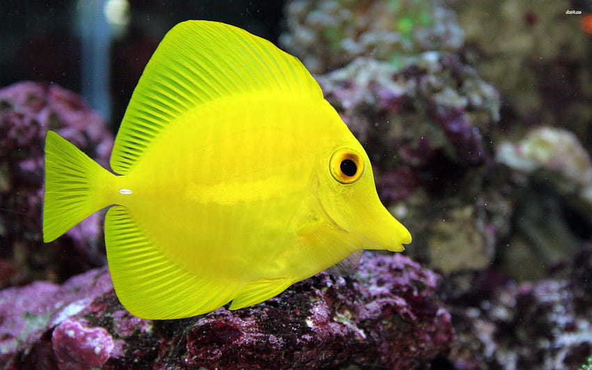 Yellow Tang - Fish World - Saltwater Aquariums in Richmond VA HD wallpaper