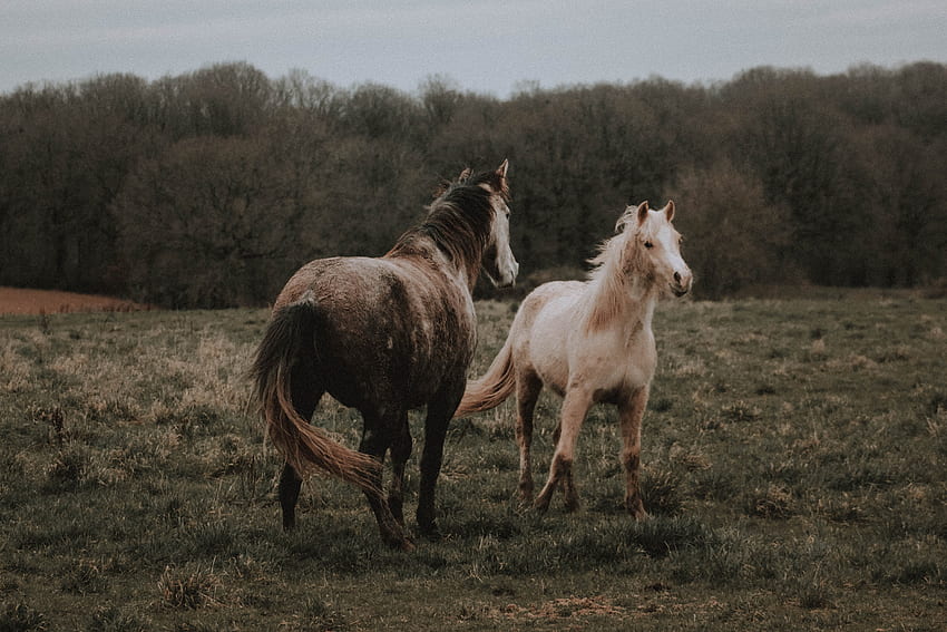 Purebred palomino and dapple gray horses grazing on pasture · Stock HD wallpaper