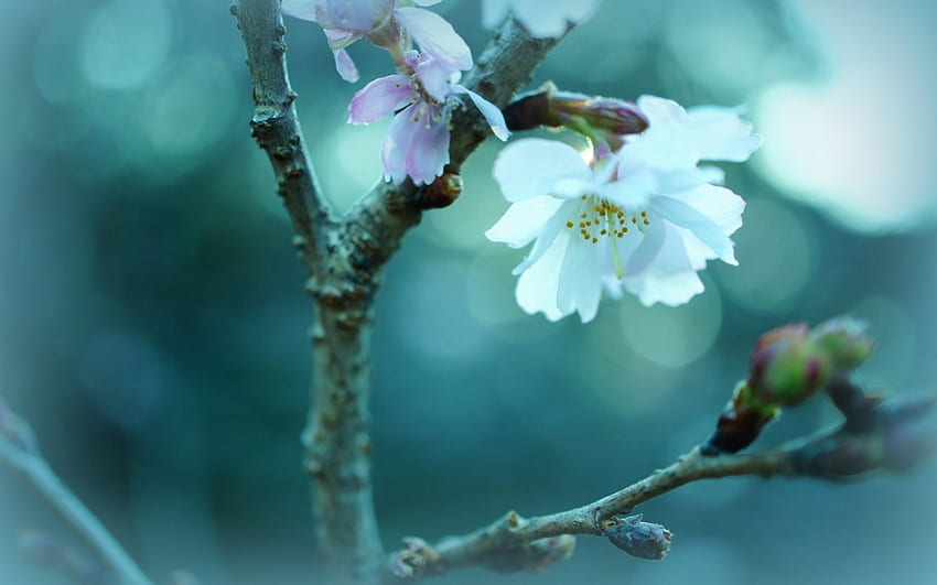 Sakura, biru, bunga, bunga sakura, alam, anggur, makro Wallpaper HD