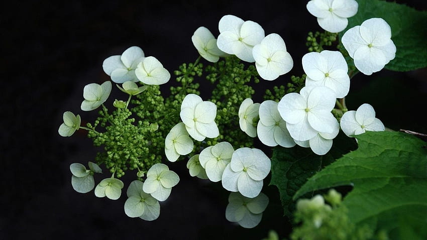 Plantas de Hortensia Blanca en Flores con [] para tu, Móvil y Tablet. Explora Hortensia. Bordes de Hortensia, Hortensia para, Hortensia Azul fondo de pantalla