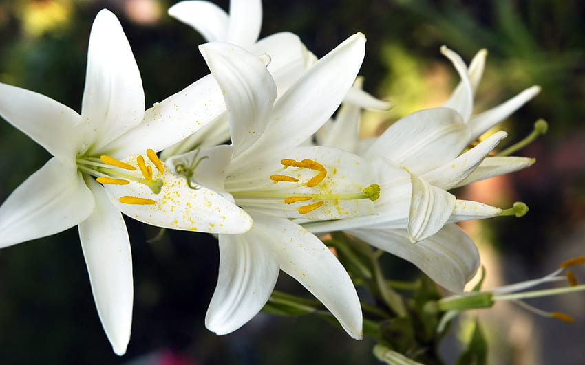 White lilies. White lily flower, Same day flower delivery, Lily , Lilies Flowers HD wallpaper