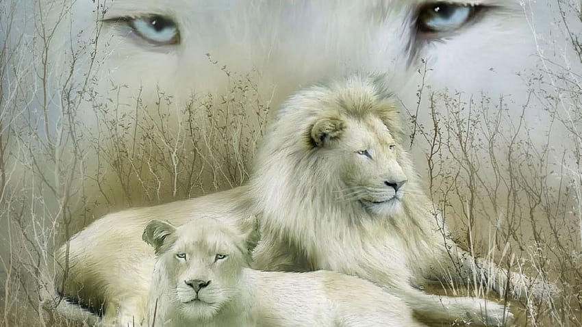 Leones blancos, león albino fondo de pantalla | Pxfuel