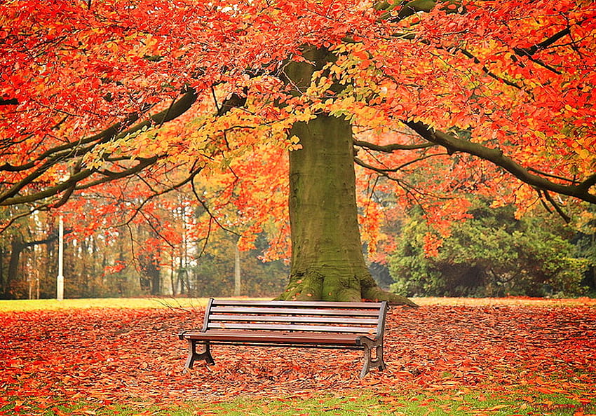Ombrello autunnale, panca, rami, foglie a terra, autunno, oro arancio e rosso, grande albero Sfondo HD