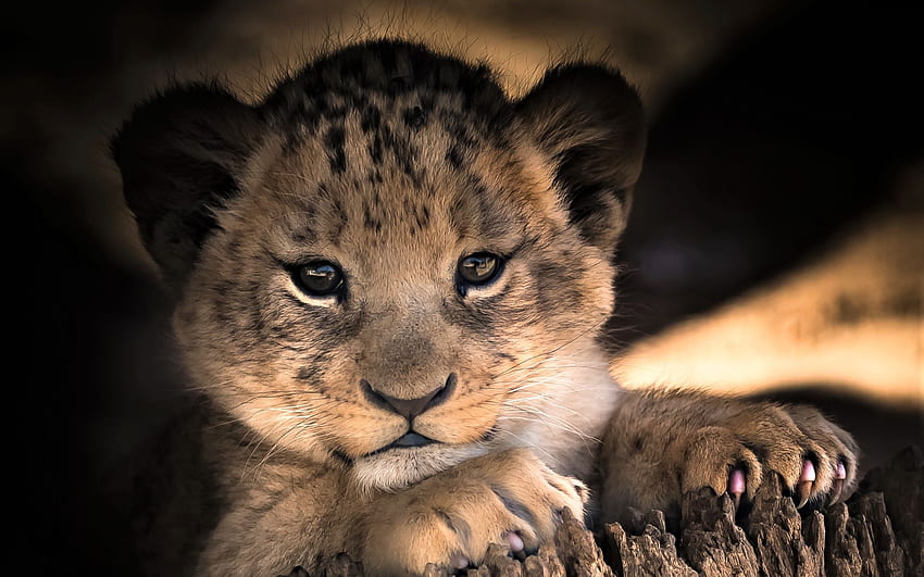 Of Baby, Animal, Cub, Cute, Lion background & HD wallpaper | Pxfuel