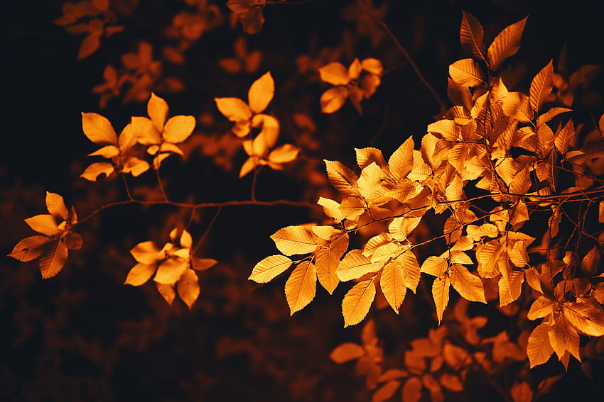 Glatt, Natur, Herbst, Blätter, Unschärfe, Ast, Laub HD-Hintergrundbild