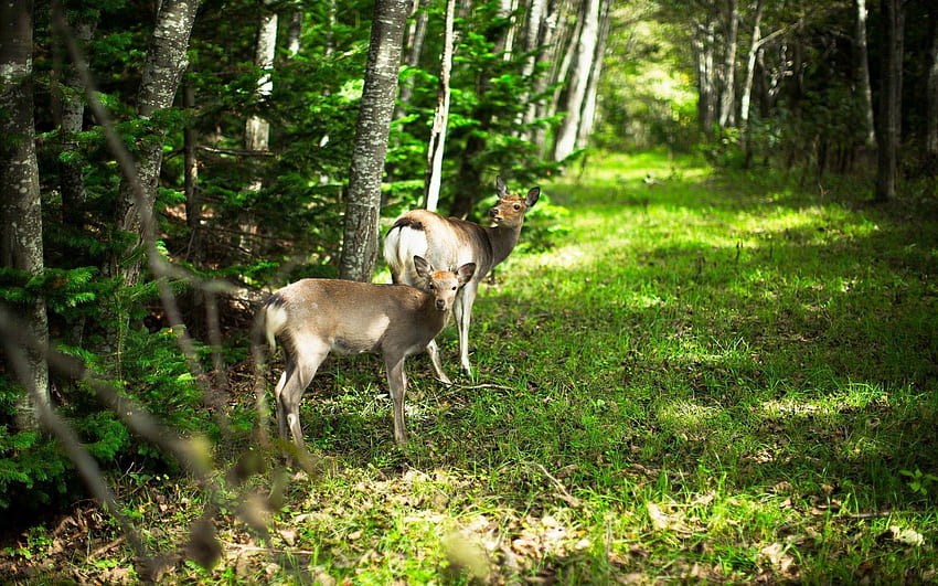 Animals, Nature, Forest, Roe Deer HD wallpaper
