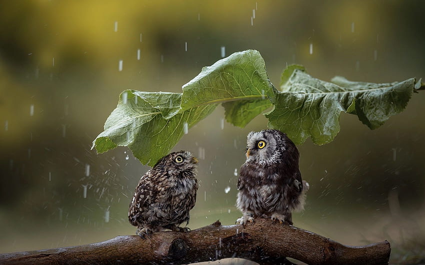 Two cute owls, green leaf umbrella, rain HD wallpaper