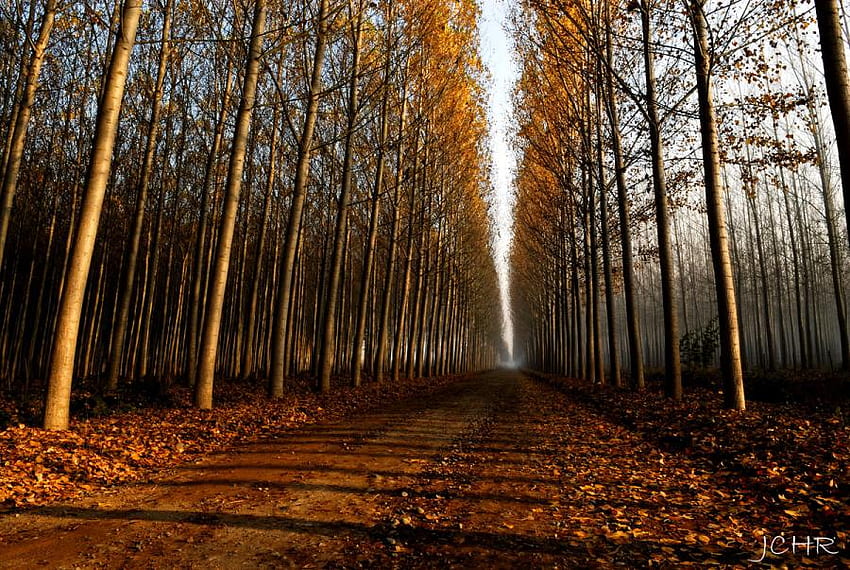 Есенен път Тесни, дървета, жълти и оранжеви листа, път, природа, есенни листа HD тапет