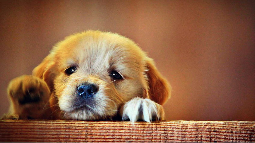 Simpatico cucciolo triste, adorabile cane Sfondo HD
