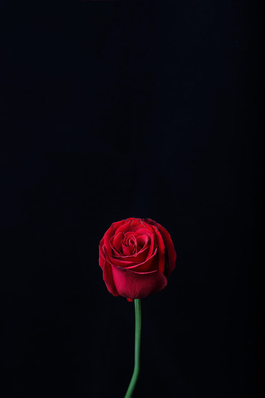 Flowers, Flower, Dark, Rose Flower, Rose, Bud HD phone wallpaper