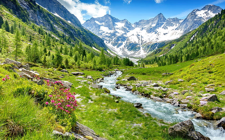 Lembah Zillertal di musim semi, Alpen, sungai kecil, anak sungai, Tyrol, musim semi, bunga liar, tanaman hijau, Austria, bukit, cantik, rumput, batu, gunung, gletser, lembah, pemandangan, aliran Wallpaper HD