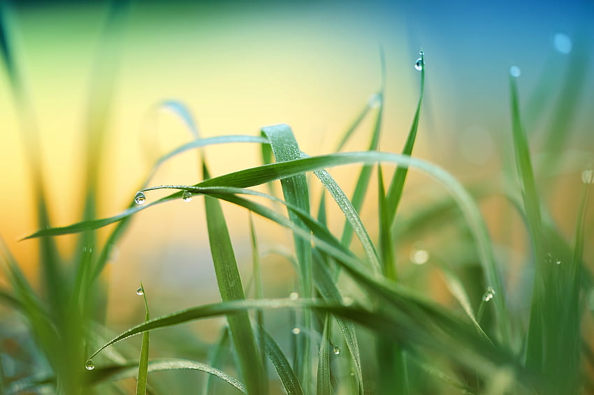 Drops, grass, nature, blur HD wallpaper