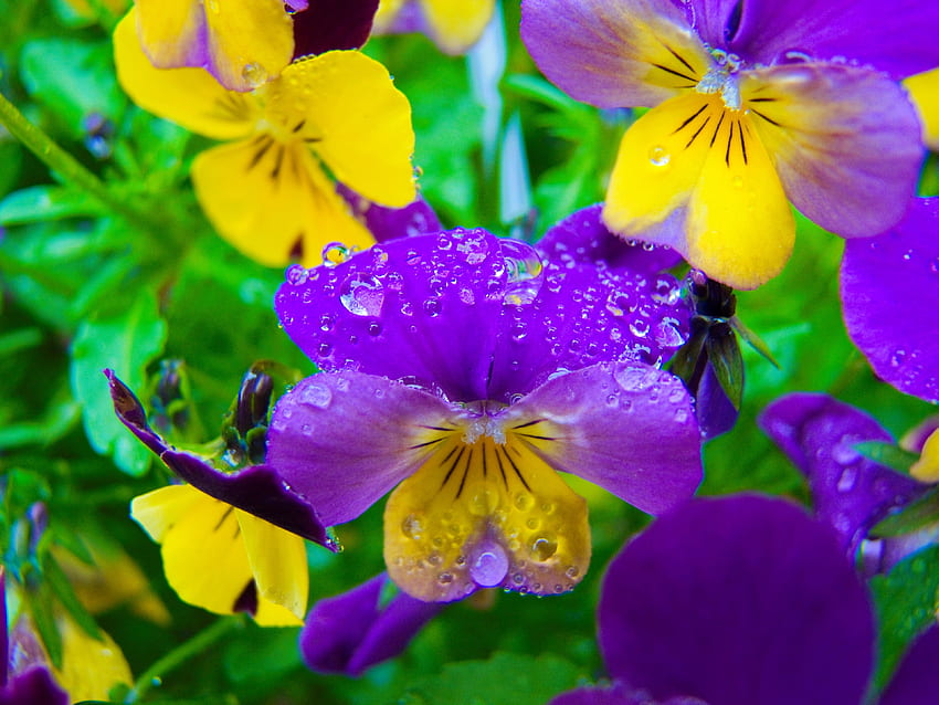 Wet pansies, garden, scent, flowers, dew, fragrance, park, morning, drops, beautiful, pansies, wet HD wallpaper