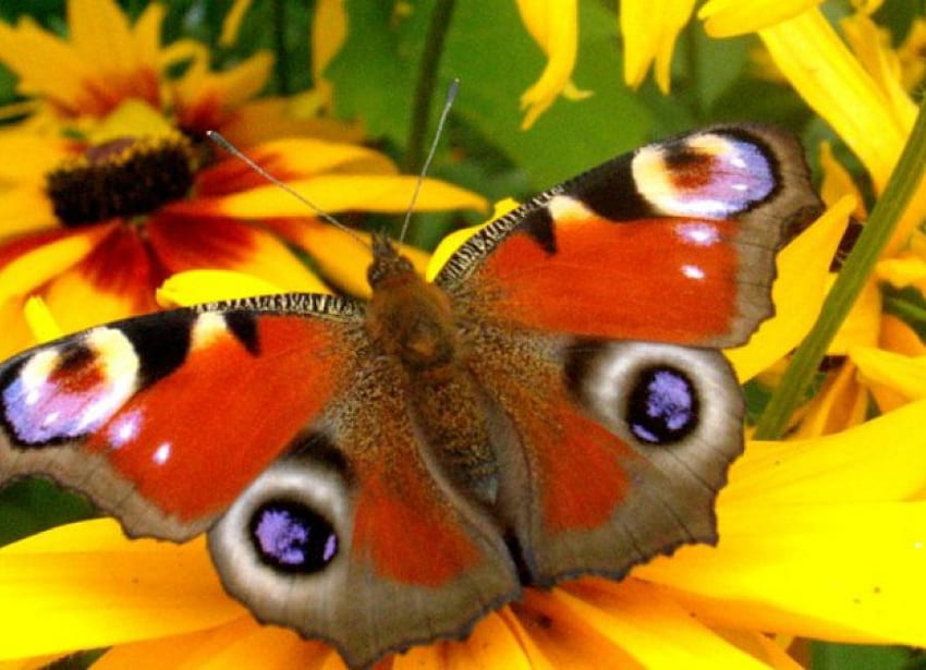 mariposa, animal, amarillo, flor fondo de pantalla