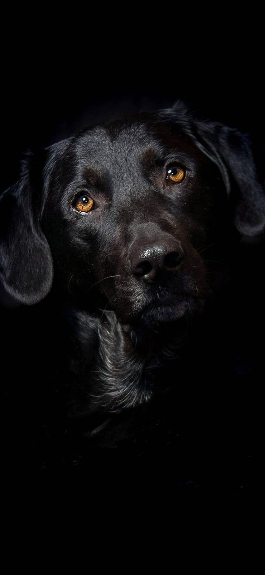 Black dog . Black labrador dog, Black labrador retriever, Labrador dog, Black Lab Puppies HD phone wallpaper