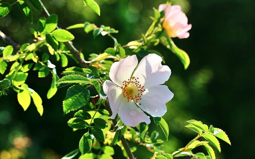 Wild Rose, rose, bush, white, wild HD wallpaper