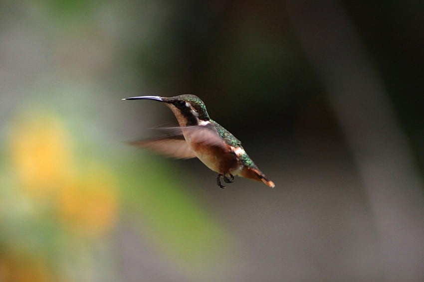 Hummingbird, colors, small, bird HD wallpaper