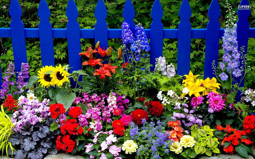 Summer Flowers, Early Summer HD wallpaper