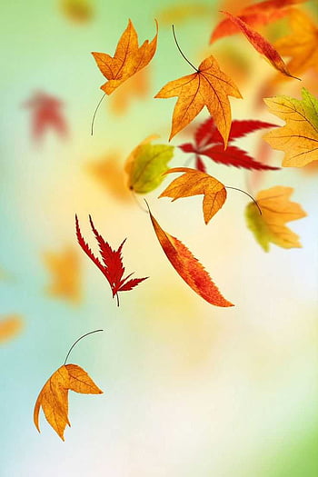 1,618,537 Autumn Leaves Stock Photos - Free & Royalty-Free Stock Photos  from Dreamstime