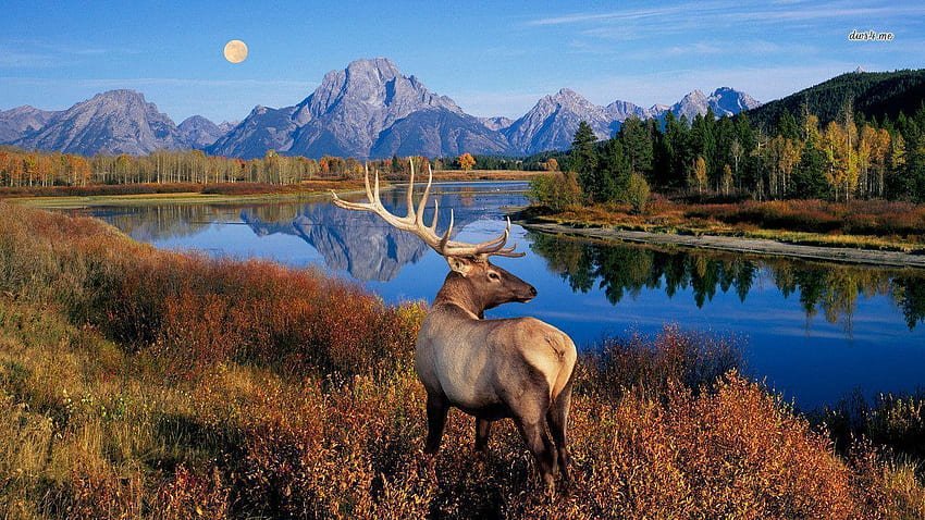 Elk, Rocky Mountain Elk HD wallpaper