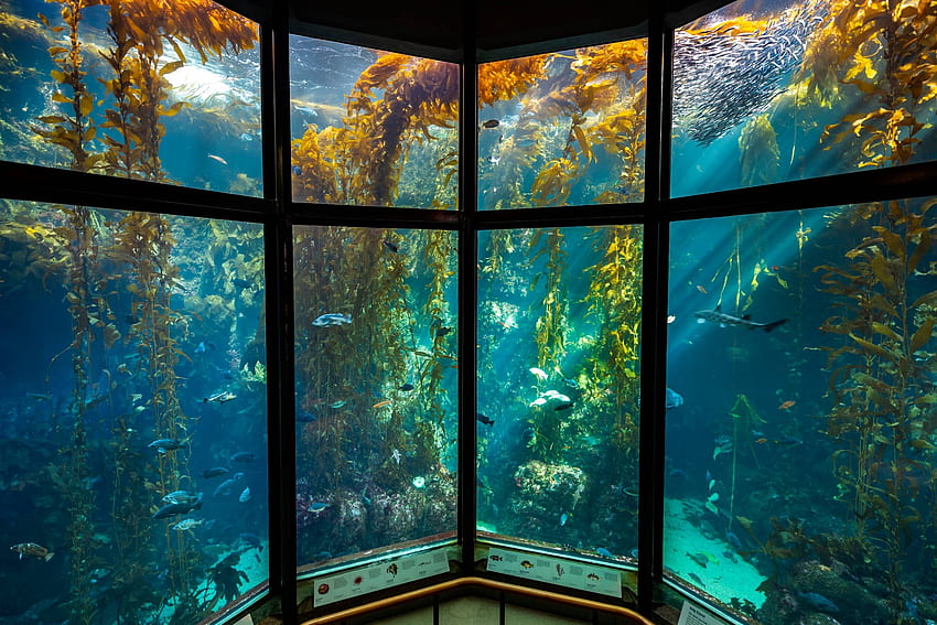 Kelp Forest. Exhibit. Monterey Bay, Underwater Forest HD wallpaper
