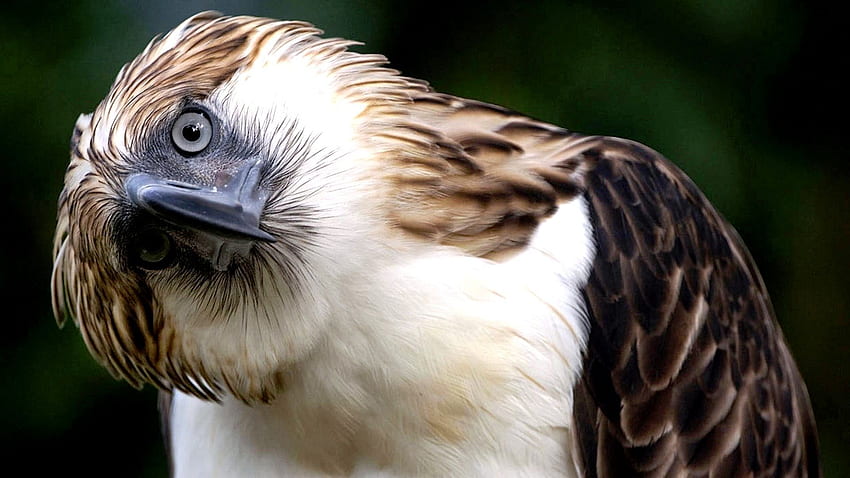 Philippinischer Adler. Adler, philippinischer Adler, Arten von Adlern HD-Hintergrundbild
