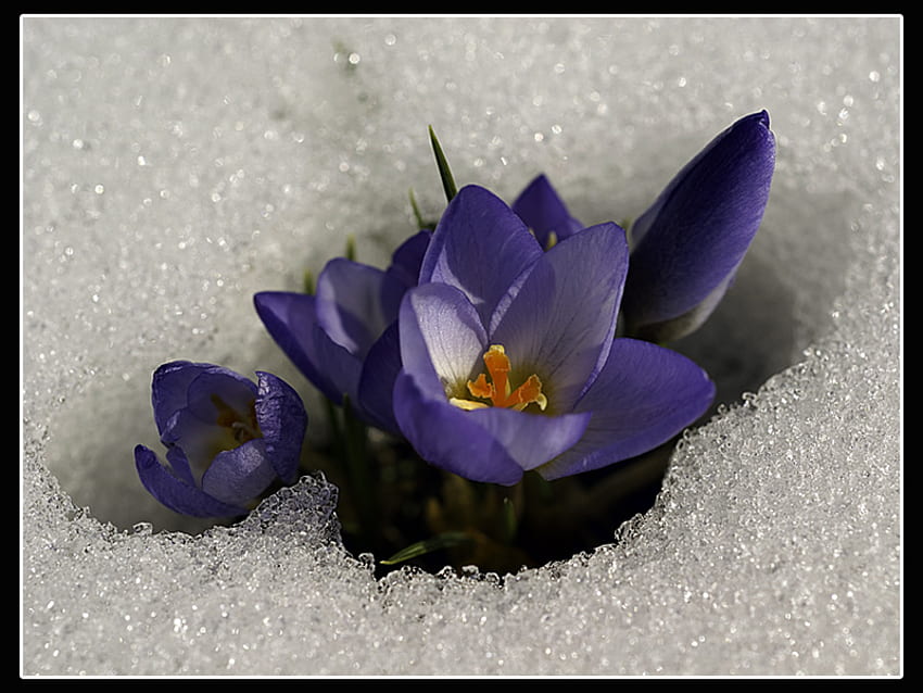 Krokus, Lila, Schnee, Natur, Blumen, Frühling HD-Hintergrundbild