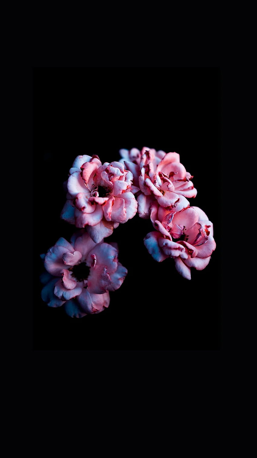 어두운 꽃, 생명의 꽃 iPhone HD 전화 배경 화면