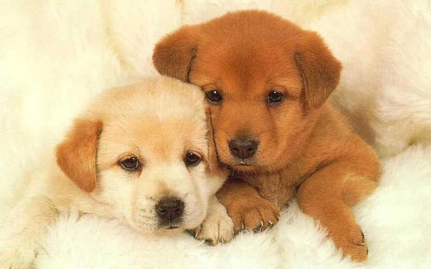 Filhotes de cachorro. Homepage Dog Puppy Filhotes , Cool Dogs and Puppies papel de parede HD