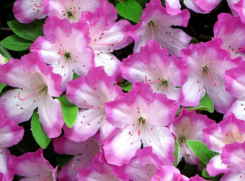 Blumen, Nahaufnahme, Blüte, Blüte, Zärtlichkeit, Azalee HD-Hintergrundbild