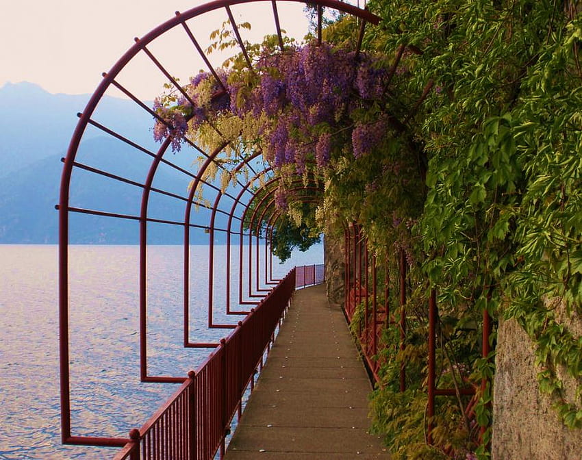 Lovely view, trelis, path, lilacs, hanging, greenery, ocean view, flowers, railing HD wallpaper