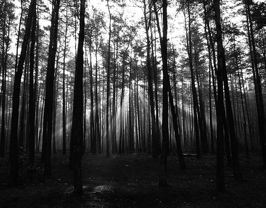 IPhone Dark Forest, Dark Forest Road HD wallpaper | Pxfuel