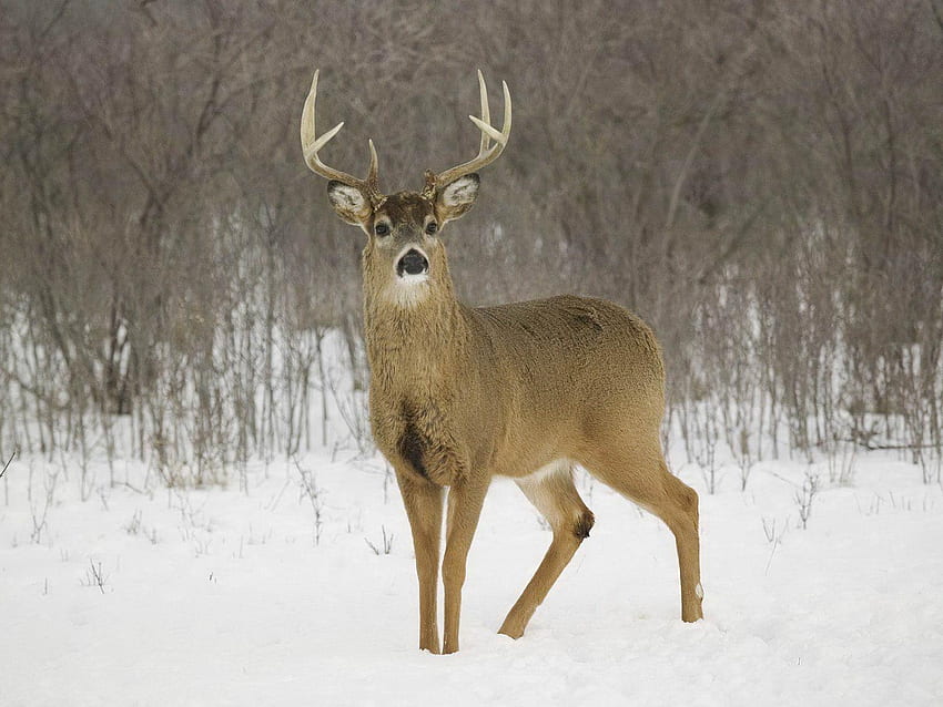 Whitetail Deer Background, Buck HD wallpaper