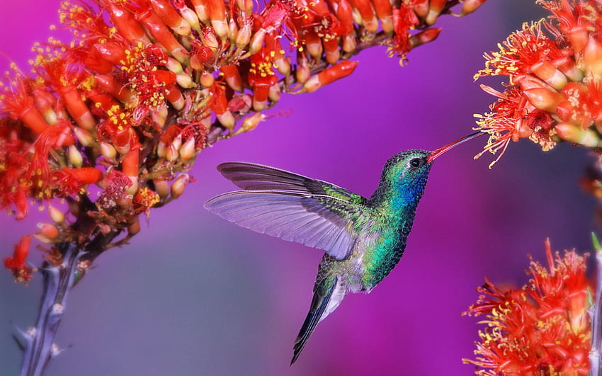 Animals, Flowers, Humming-Birds, Bird, Flight, Speed, Wings, Wave, Sweep HD wallpaper