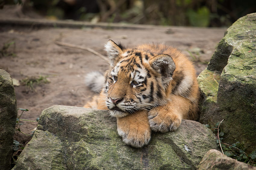 Animals, Stones, Lies, Predator, Tiger, Tiger Cub, Amur Tiger HD wallpaper