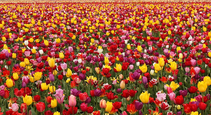 Bunga, Tulip, Bidang, Banyak, Musim Semi, Berbeda Wallpaper HD