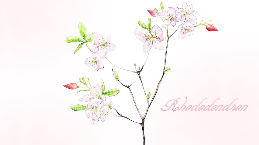 Rhododendron, peint, firefox persona, buisson, printemps, été, abstact, rose, fleur, fleurs, fleurs Fond d'écran HD