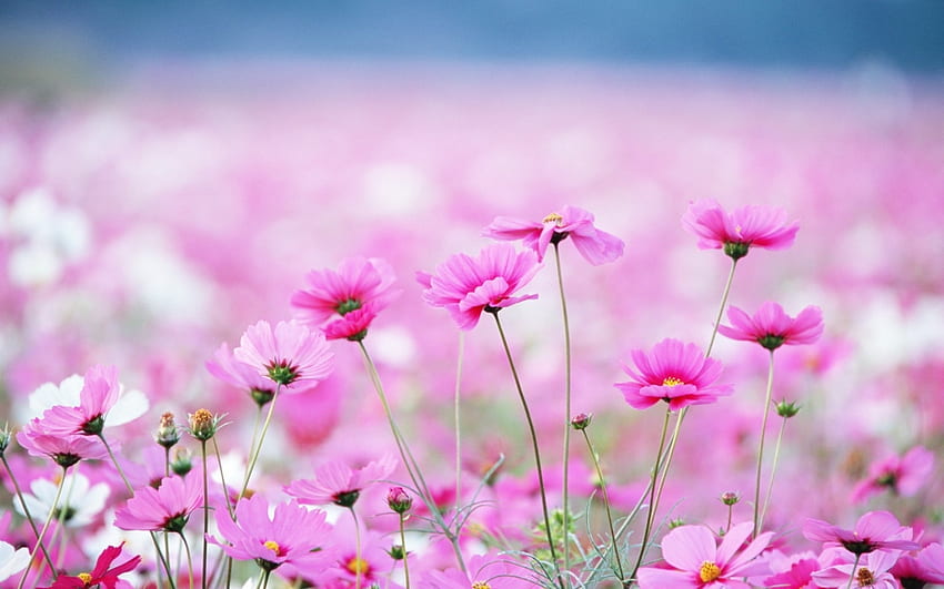 พืช ดอกไม้ สีม่วง วอลล์เปเปอร์ HD