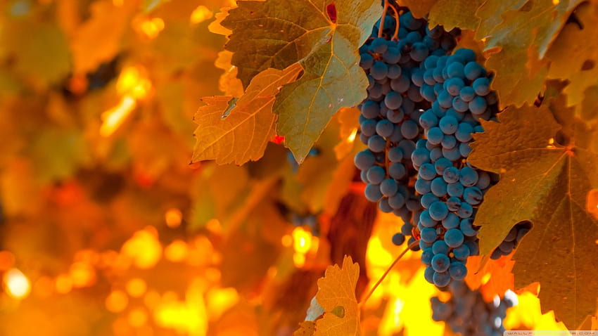 Black grapes, blue grape, fall, , berry, fruits, food, leaves, black grape, grape, autumn, nature, leaf, , harvest HD wallpaper