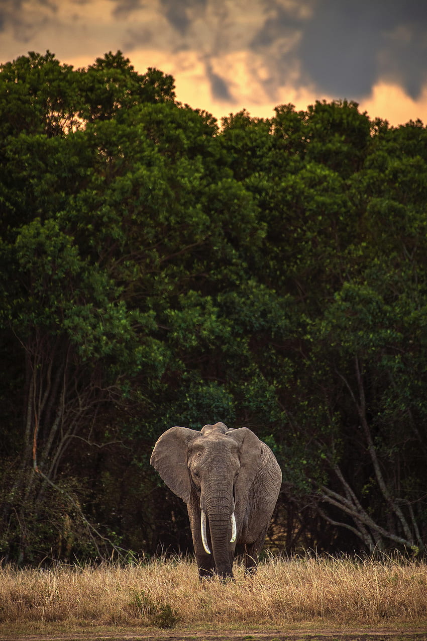 zwierzęta, drzewa, safari, zwierzę, słoń Tapeta na telefon HD