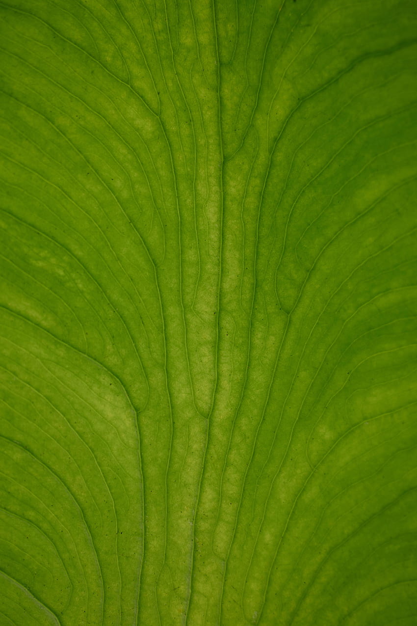 Close up, leaf big, veins HD phone wallpaper