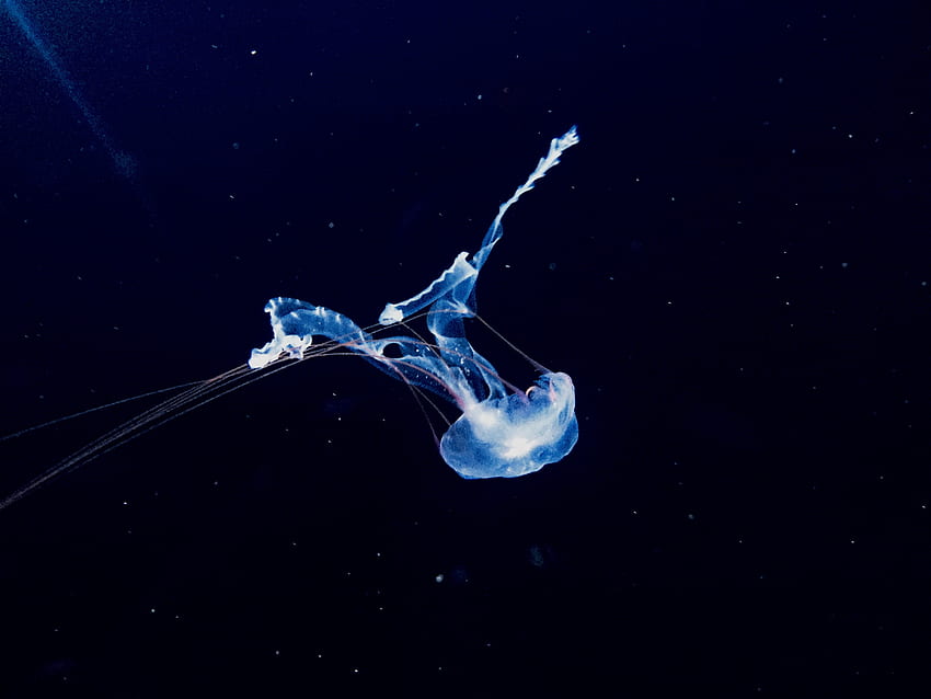 Animali, meduse, mondo sottomarino, nuotare, nuotare, fosforo Sfondo HD