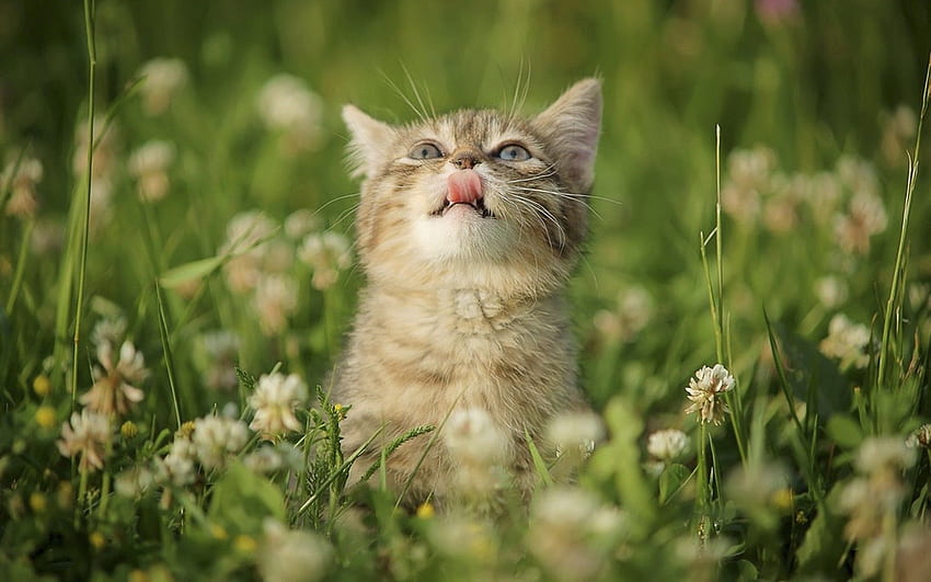 Animali, erba, gattino, gattino, lingua, lingua, leccarsi le labbra, leccare, curiosità Sfondo HD