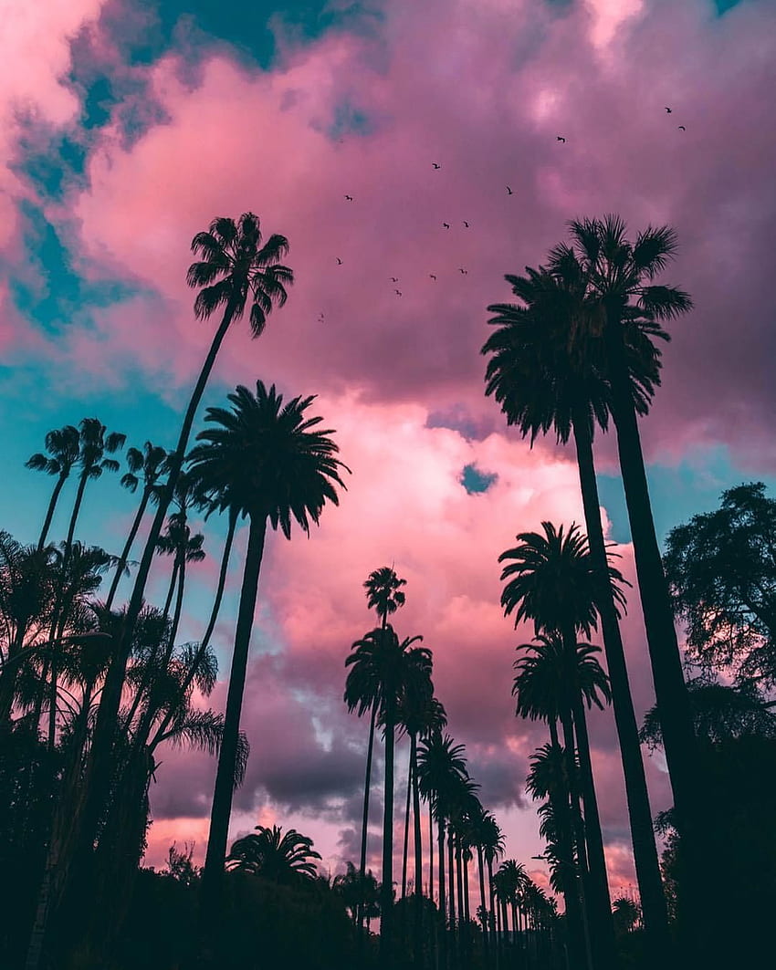 Palmiye Ağaçları – Beverly Hills, Kaliforniya. palmiye ağacı iphone HD telefon duvar kağıdı